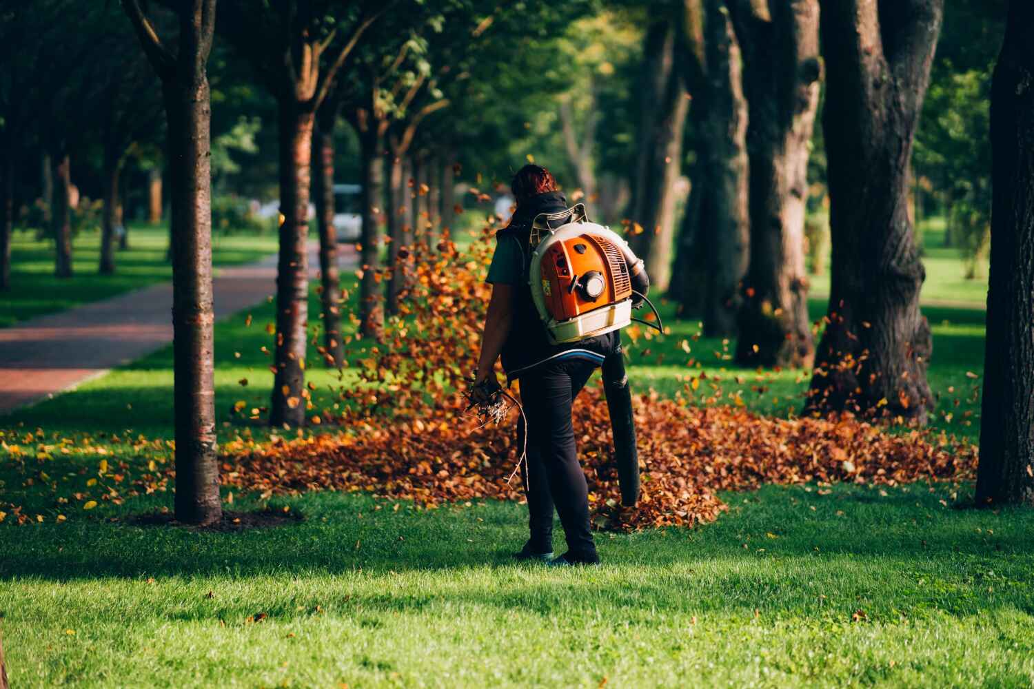 The Steps Involved in Our Tree Care Process in Trucksville, PA